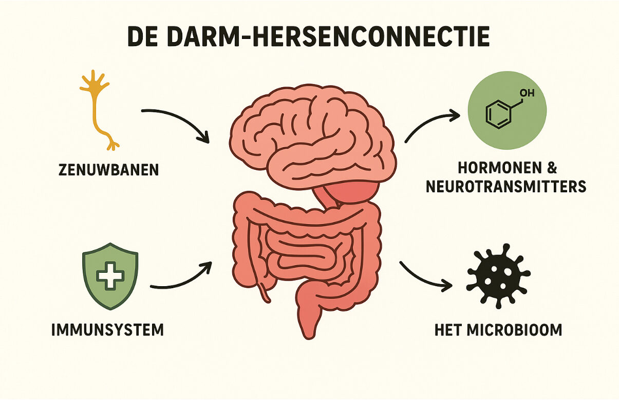 Illustratie van de darm-hersenconnectie met zenuwbanen, hormonen, immuunsysteem en microbioom uitgelegd door een microbioom expert.